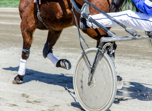 Harness racing. Racing horse harnessed to lightweight strollers.